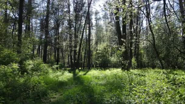 Gündüz yeşil orman, hava manzarası — Stok video