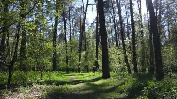 Grüner Wald am Tag, Luftaufnahme — Stockvideo