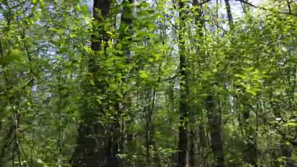 Floresta verde durante o dia, vista aérea — Vídeo de Stock