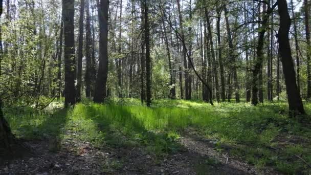 Grön skog under dagen, flygutsikt — Stockvideo