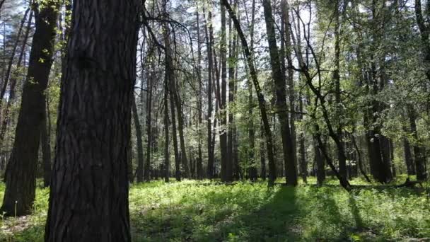 Grön skog under dagen, flygutsikt — Stockvideo