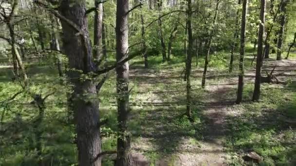 Forêt verte pendant la journée, vue aérienne — Video