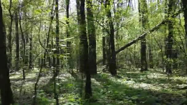 日中の緑の森、空中風景 — ストック動画