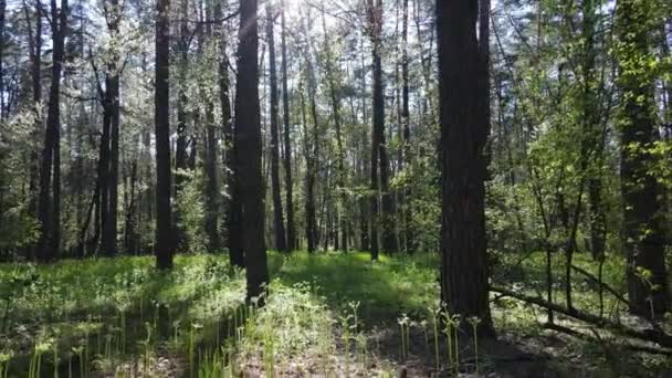 Grön skog under dagen, flygutsikt — Stockvideo