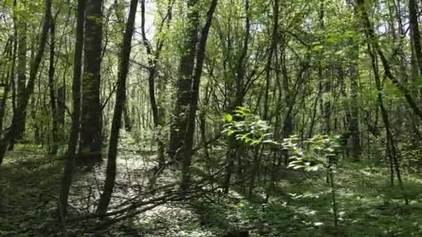 Groen bos overdag, vanuit de lucht — Stockvideo