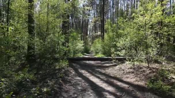 Зелений ліс протягом дня, вид з повітря — стокове відео