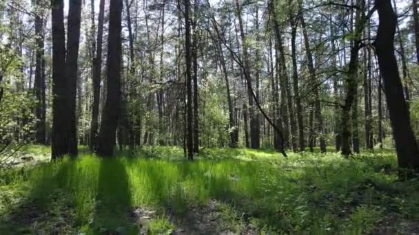 Bosque verde durante el día, vista aérea — Vídeos de Stock