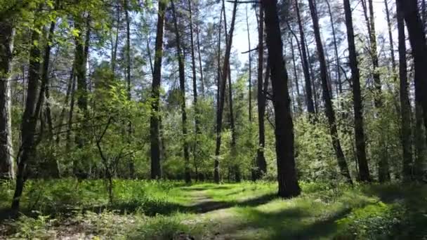 Зеленый лес в течение дня, вид с воздуха — стоковое видео