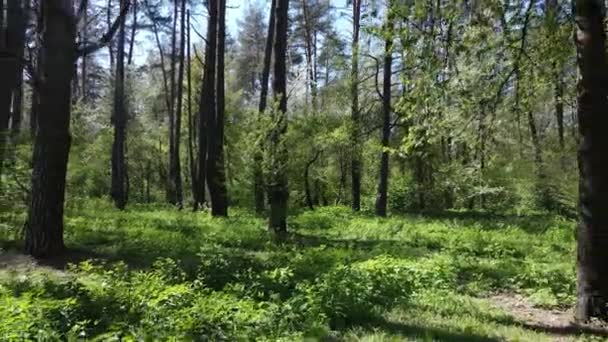 Зеленый лес в течение дня, вид с воздуха — стоковое видео