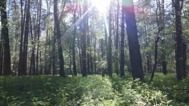 Zelený les během dne, letecký pohled — Stock video