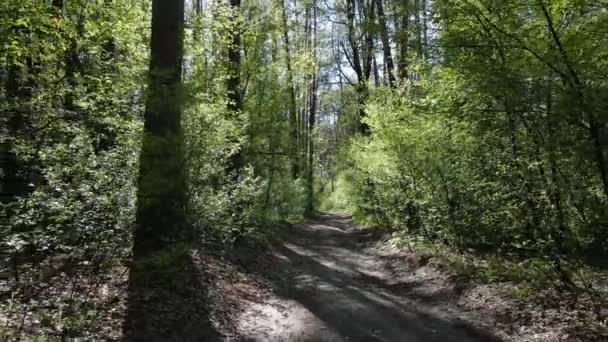 Groen bos overdag, vanuit de lucht — Stockvideo