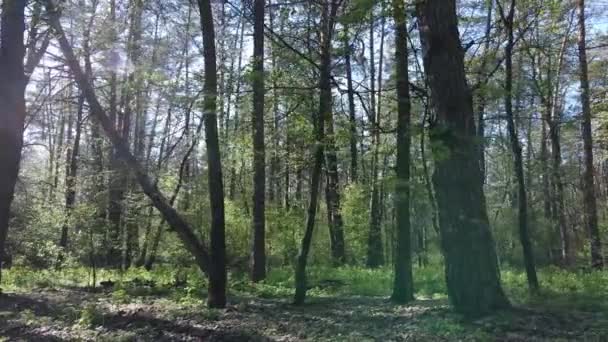 Зеленый лес в течение дня, вид с воздуха — стоковое видео
