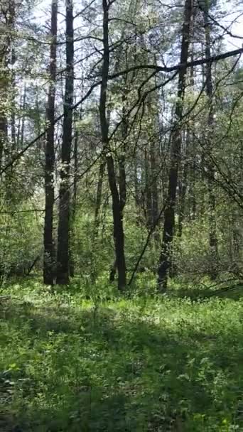 Vídeo vertical de floresta verde durante o dia — Vídeo de Stock
