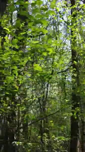 Vídeo vertical de floresta verde durante o dia — Vídeo de Stock