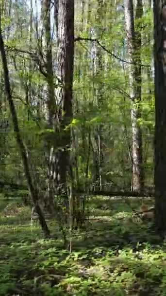 Vídeo vertical de floresta verde durante o dia — Vídeo de Stock