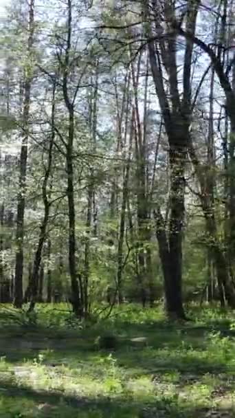 Вертикальное видео зеленого леса в течение дня — стоковое видео