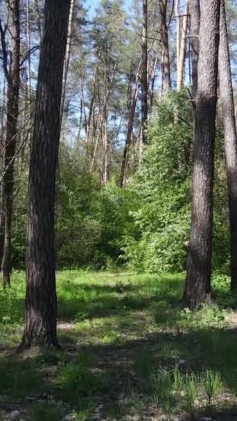 Vídeo vertical del bosque verde durante el día — Vídeo de stock