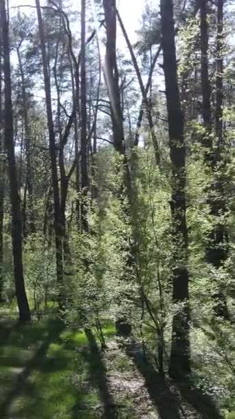 Vidéo verticale de la forêt verte pendant la journée — Video