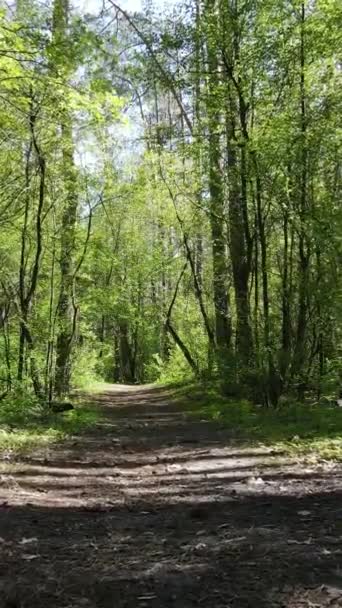 Vidéo verticale de la forêt verte pendant la journée — Video