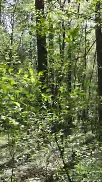日中の緑の森の垂直ビデオ — ストック動画