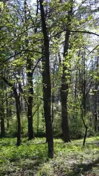 Vertikales Video von grünem Wald während des Tages — Stockvideo