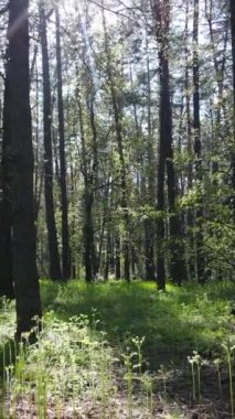 Gündüz boyunca yeşil ormanın dikey videosu