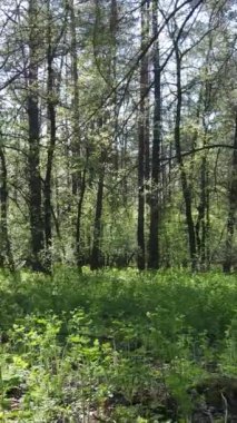 Gündüz boyunca yeşil ormanın dikey videosu