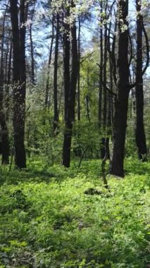 Gündüz boyunca yeşil ormanın dikey videosu