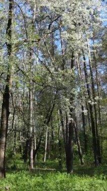 Gündüz boyunca yeşil ormanın dikey videosu