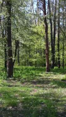 Gündüz boyunca yeşil ormanın dikey videosu