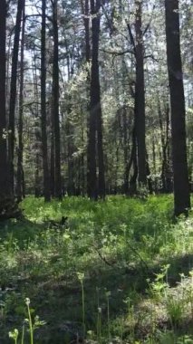 Gündüz boyunca yeşil ormanın dikey videosu