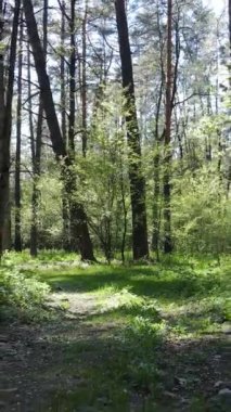 Gündüz boyunca yeşil ormanın dikey videosu