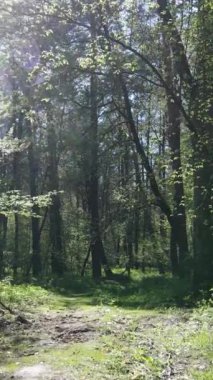 Gündüz boyunca yeşil ormanın dikey videosu