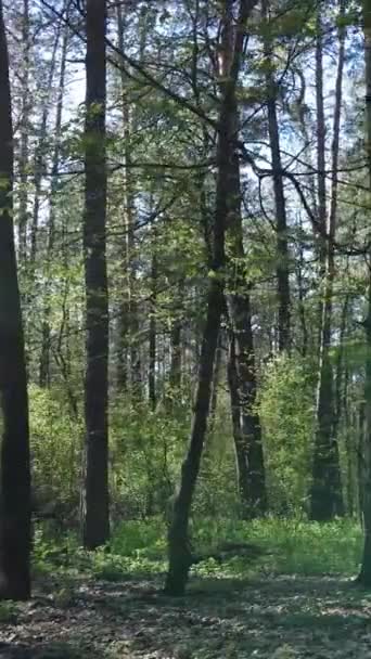 Vertikales Video von grünem Wald während des Tages — Stockvideo