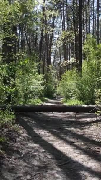 Video verticale della foresta verde durante il giorno — Video Stock