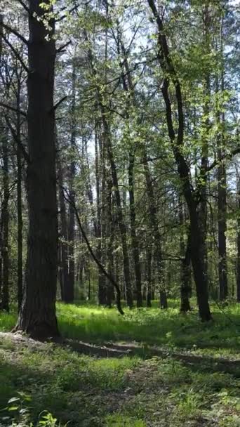 Vídeo vertical del bosque verde durante el día — Vídeos de Stock