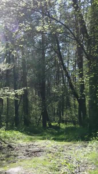 Vídeo vertical de floresta verde durante o dia — Vídeo de Stock