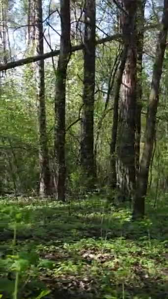 Vídeo vertical del bosque verde durante el día — Vídeos de Stock