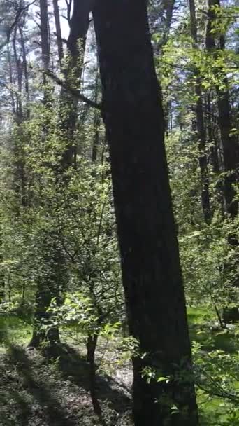 Vídeo vertical del bosque verde durante el día — Vídeos de Stock