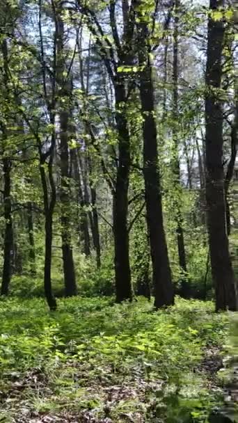 Vídeo vertical del bosque verde durante el día — Vídeo de stock