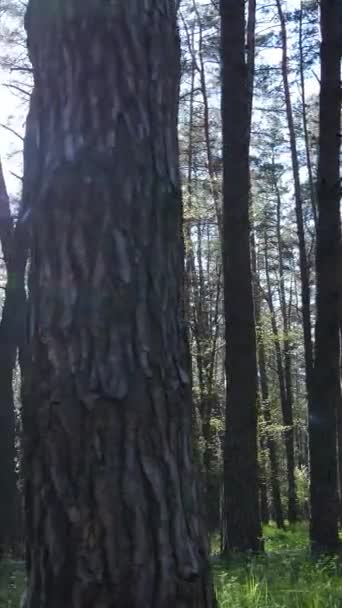 Vídeo vertical de floresta verde durante o dia — Vídeo de Stock