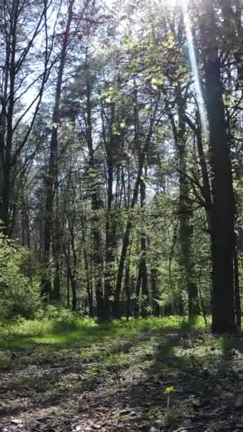 Vídeo vertical del bosque verde durante el día — Vídeo de stock