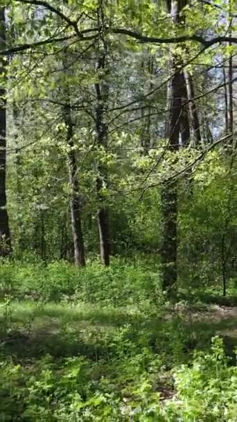 Vertikales Video von grünem Wald während des Tages — Stockvideo