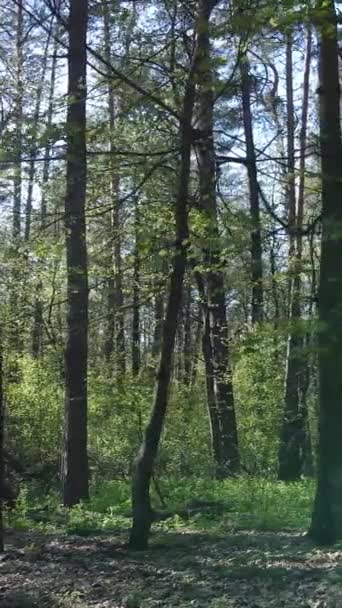 Vídeo vertical del bosque verde durante el día — Vídeo de stock