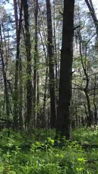 Vertikales Video von grünem Wald während des Tages — Stockvideo