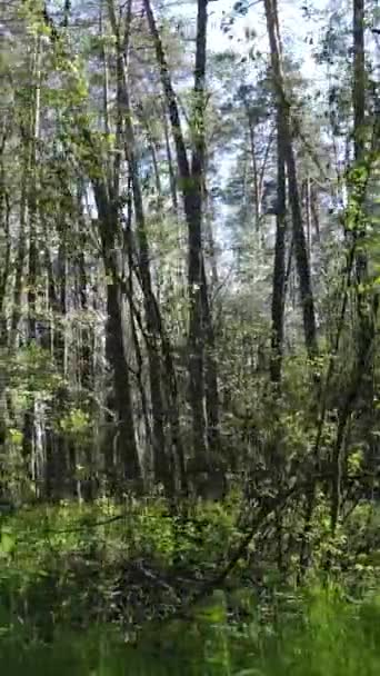Вертикальне відео про зелений ліс протягом дня — стокове відео