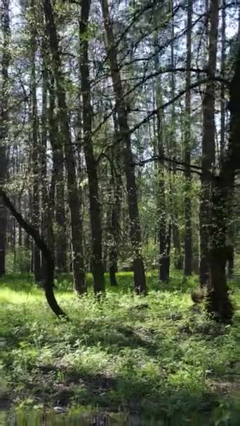 Vertikal video av grön skog under dagen — Stockvideo