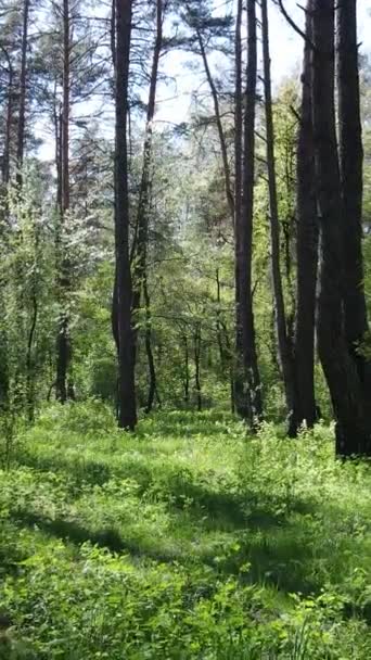 Verticale video van groen bos overdag — Stockvideo