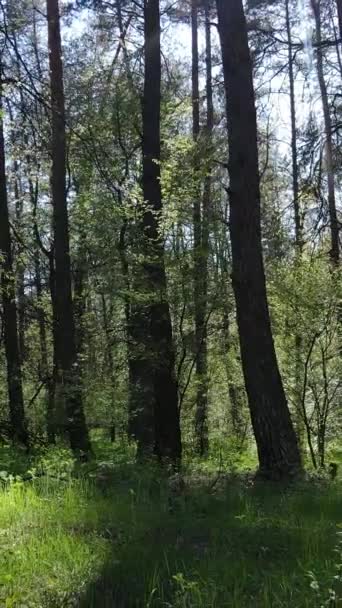 Vídeo vertical de floresta verde durante o dia — Vídeo de Stock