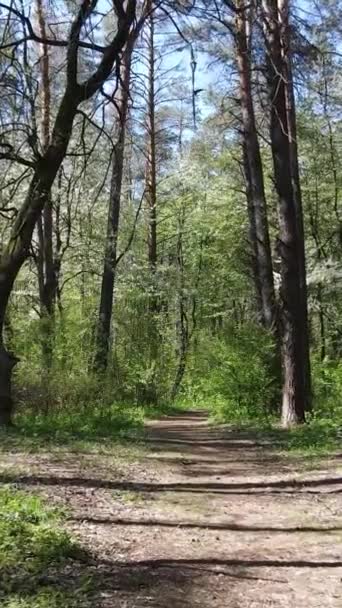 Vídeo vertical del bosque verde durante el día — Vídeo de stock